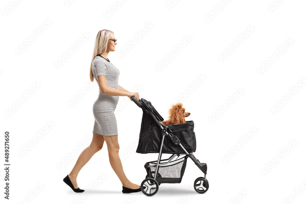 Full length portrait of a young woman pushing a stroller with a poodle inside Full length portrait of a young woman pushing a stroller with a poodle inside