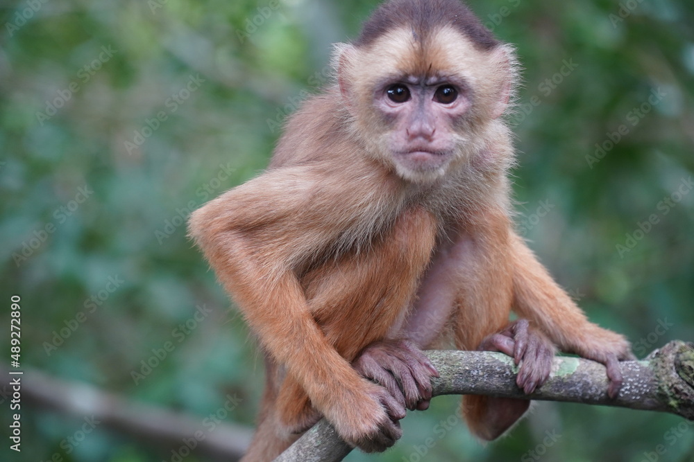 Young white fronted capuchin monkey (Cebus albifrons) from the subfamily Cebinae on a tree in the Amazon rainforest. Wild animal living near Iranduba, Amazon, Brazil. Young white fronted capuchin monkey (Cebus albifrons) from the subfamily Cebinae on a tree in the Amazon rainforest. Wild animal living near Iranduba, Amazon, Brazil.