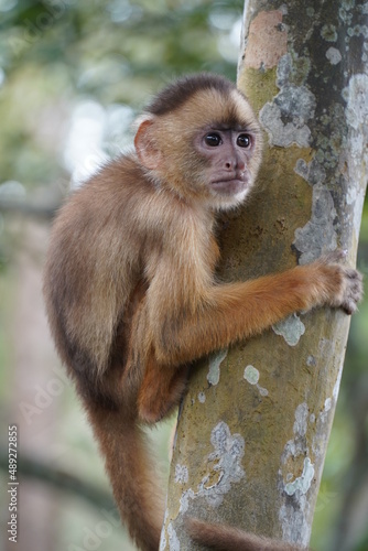 Photography Young white fronted capuchin monkey (Cebus albifrons) from the subfamily Cebinae on a tree in the Amazon rainforest