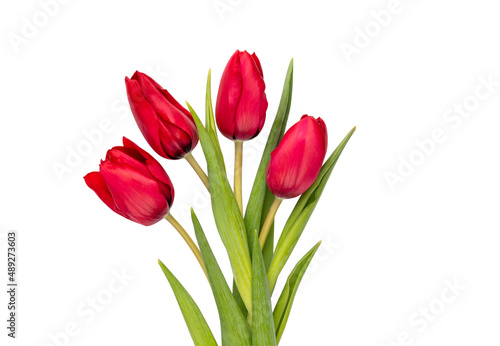 Red tulip flower isolated on white background. #489273603