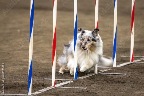 Dog runs through an agility course at an indoor show