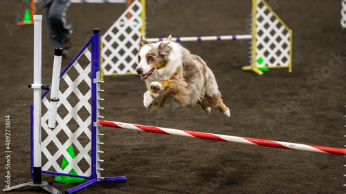 Dog runs through an agility course at an indoor show