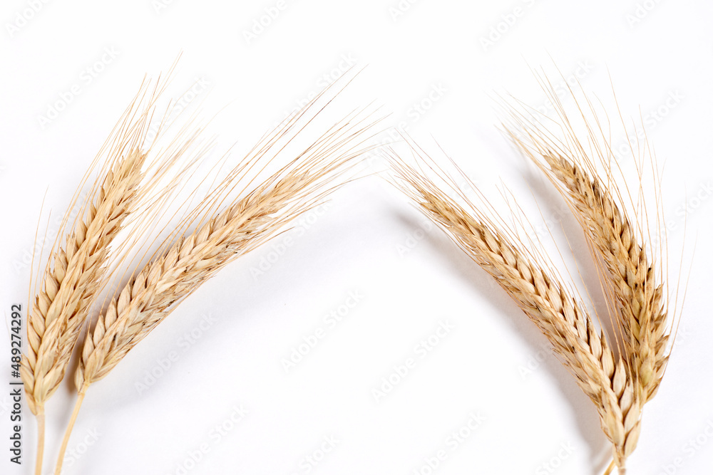 .Wheat grain ear or spike plant .Wheat grain ear or spike plant