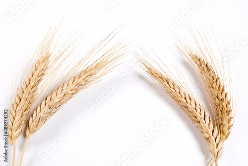 .Wheat grain ear or spike plant