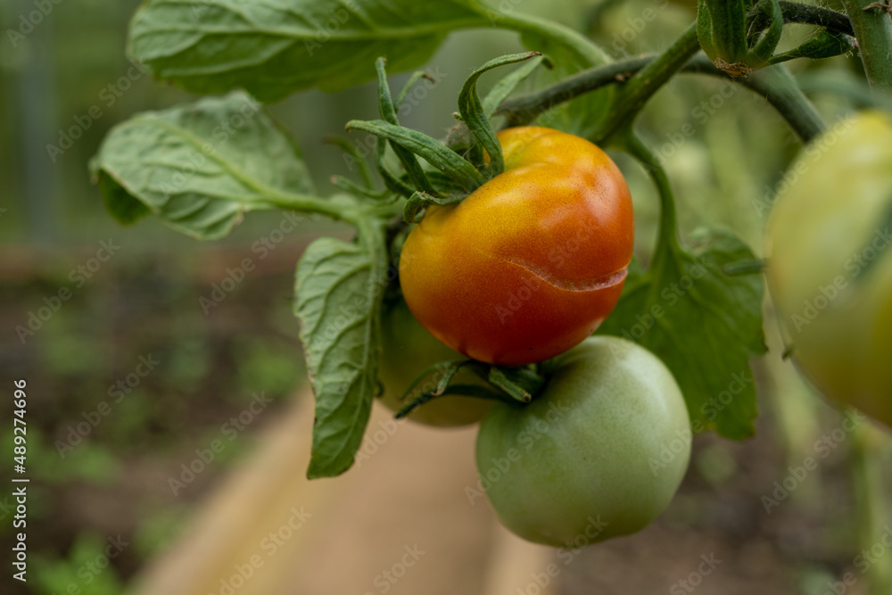 Red and green Tomatoes hang on a Branch in the greenhouse