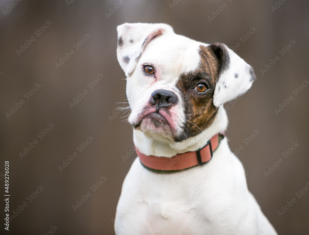 A Pug x Beagle x Bulldog mixed breed dog listening with a head tilt