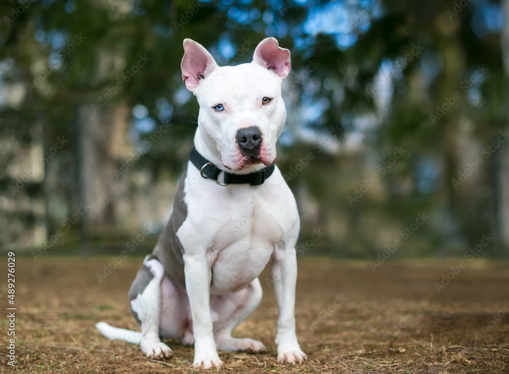 A white Pit Bull Terrier mixed breed dog with heterochromia in its eyes, one blue eye and one brown eye