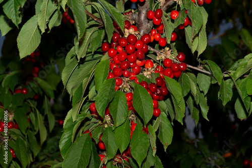 Cherry tree with ripe fruits. Branches strewn with red berries.