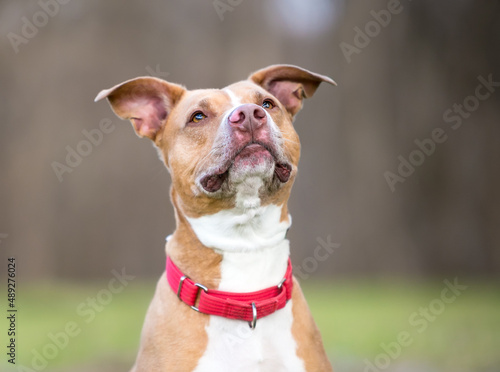 A friendly red and white Pit Bull Terrier mixed breed dog with large floppy ears and wearing a red collar