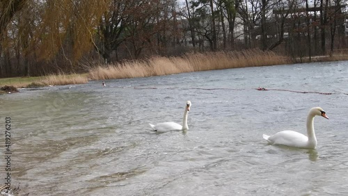 two white swans on a lake in a park in germany