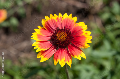 Gaillardia pulchella or blanket flower close up