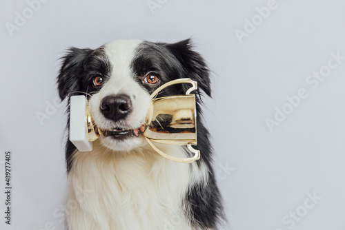 Cute puppy dog border collie holding gold champion trophy cup in mouth isolated on white background. Winner champion funny dog. Victory first place of competition. Winning or success concept