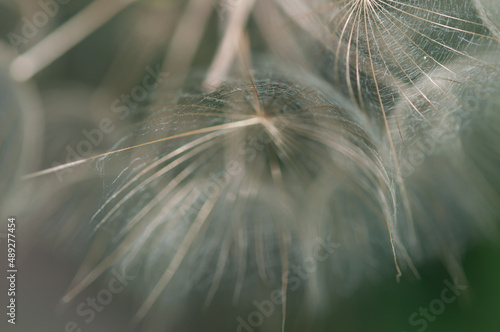 large seedhead of the Tragopogon dubius (salsify) up close