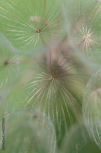 large seedhead of the Tragopogon dubius  salsify  up close