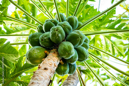 papaya tree
