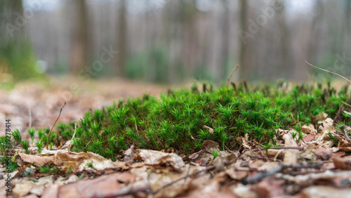 Young green grass among dry fallen leaves in early spring in the forest. Ground level view