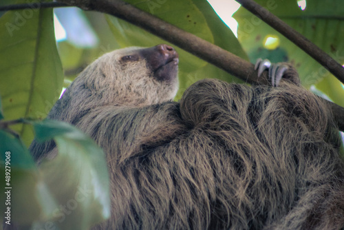 A two-toed sloth wakes up from a nap, Costa Rica. 