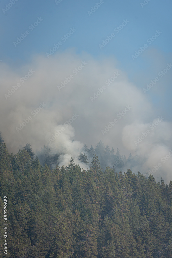 Smoke rises from pine forest during the daylight hours of a wild fire Smoke rises from pine forest during the daylight hours of a wild fire