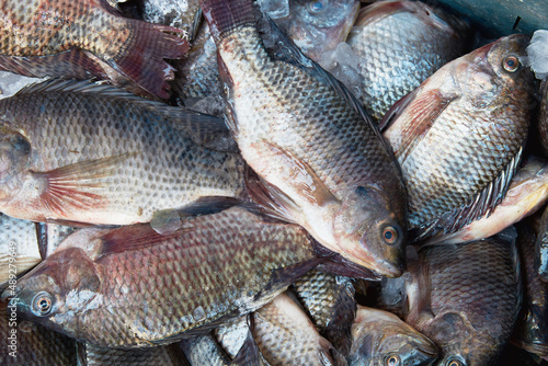 Fresh raw caught fishes on ice sale at fish market. Seafood pattern photo