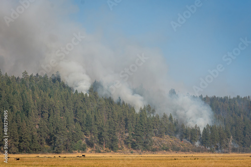 Smoke rises from pine forest during the daylight hours of a wild fire