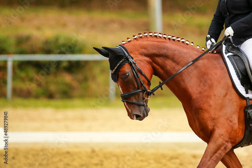 Dressage horse red fox with plaited mane, head portraits from the side, horse placed on the bit.. © RD-Fotografie