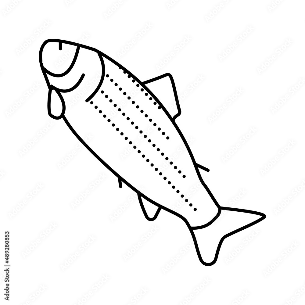 adult salmon line icon vector illustration adult salmon line icon vector illustration
