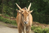 head of antelope, taman safari indonesia