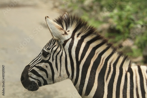 the head of zebra