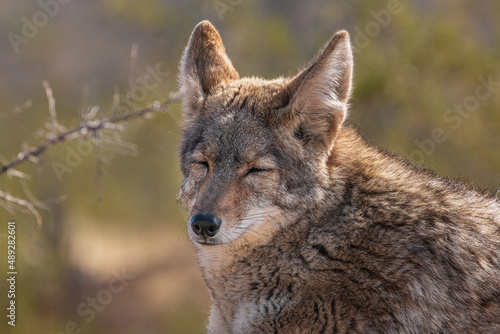 A sleepy-eyed coyote in the desert  Tucson  Arizona  USA.