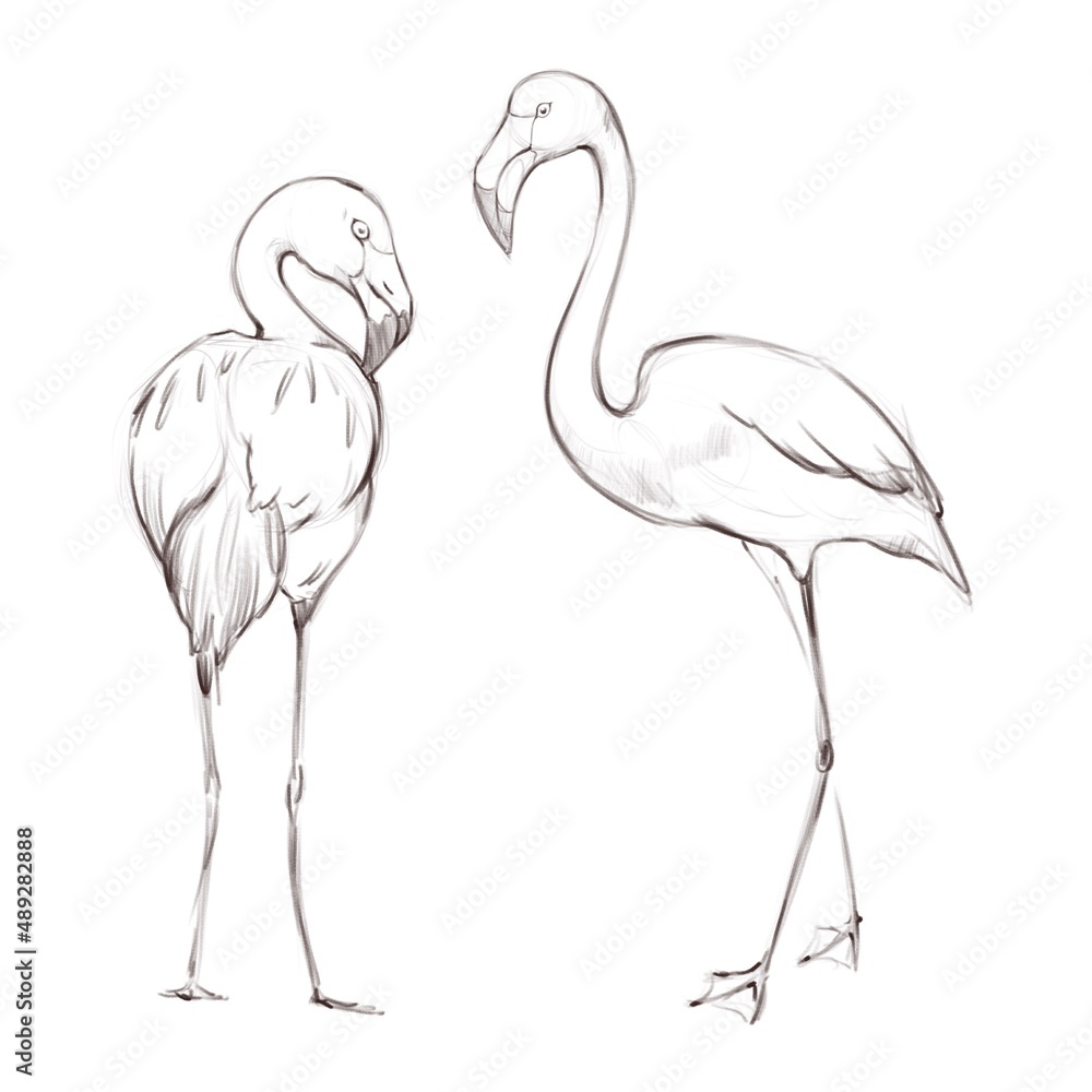 Two pink flamingo handdrawn in sketch style 