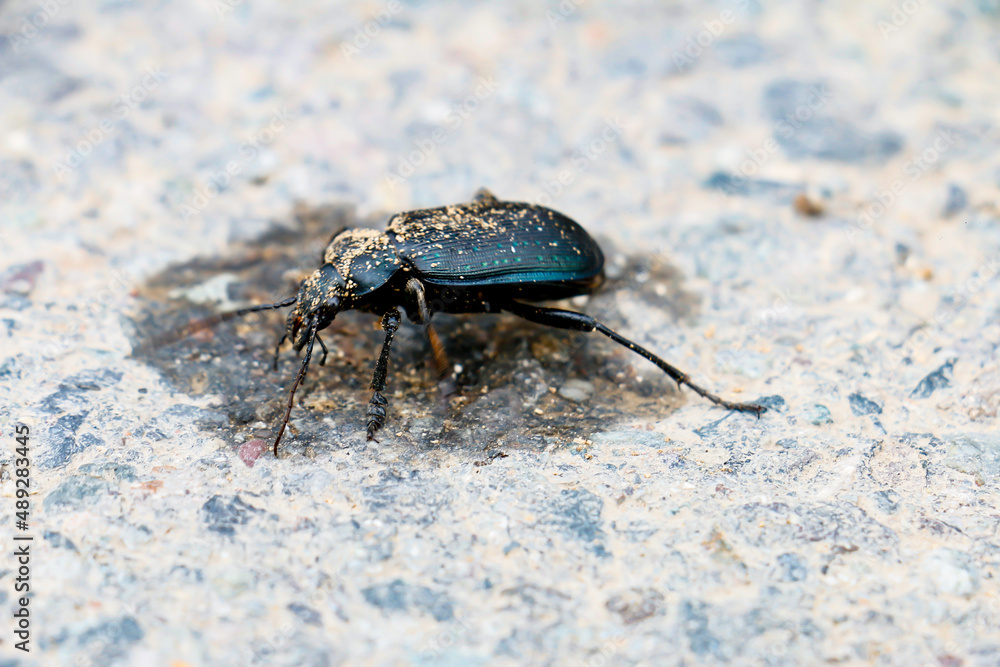Black beetle walking on the road. Black beetle walking on the road.