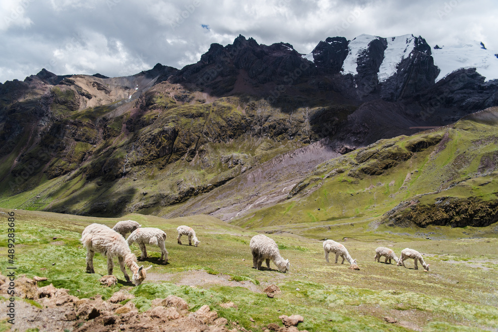 Naklejka premium Alpacas in the Andes Mountains of Peru. 