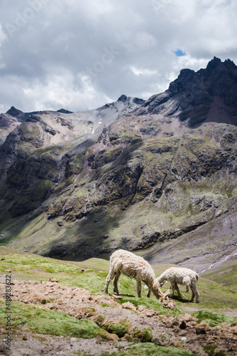Alpacas in the Andes Mountains of Peru.  © Rosemary