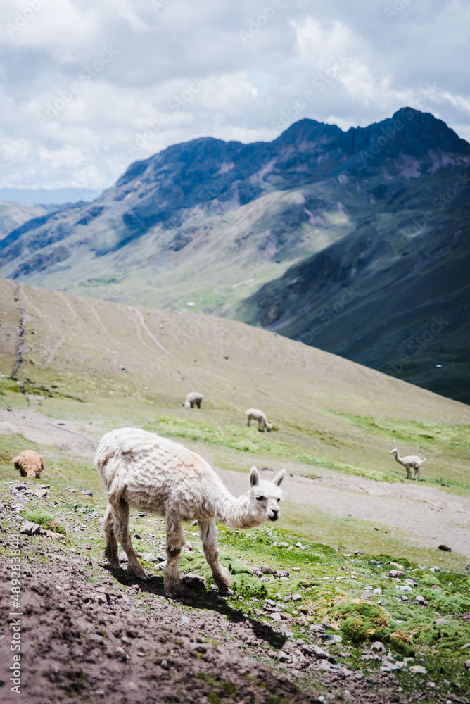 Alpacas in the Andes Mountains of Peru. 