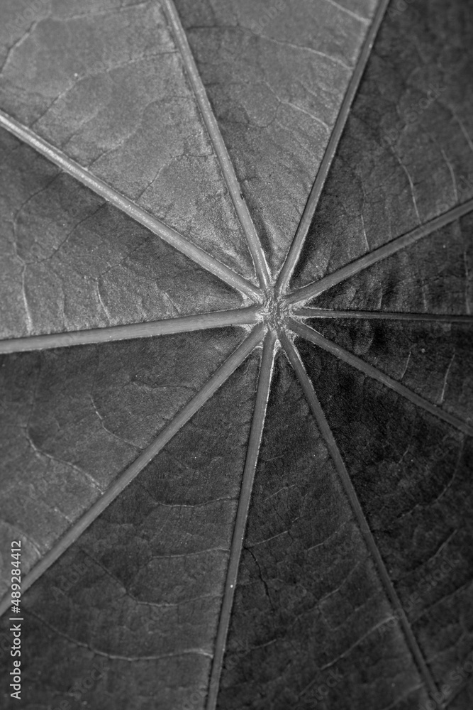 Obraz premium Closeup leaf on black. Nerves on the underside. Abstract. 