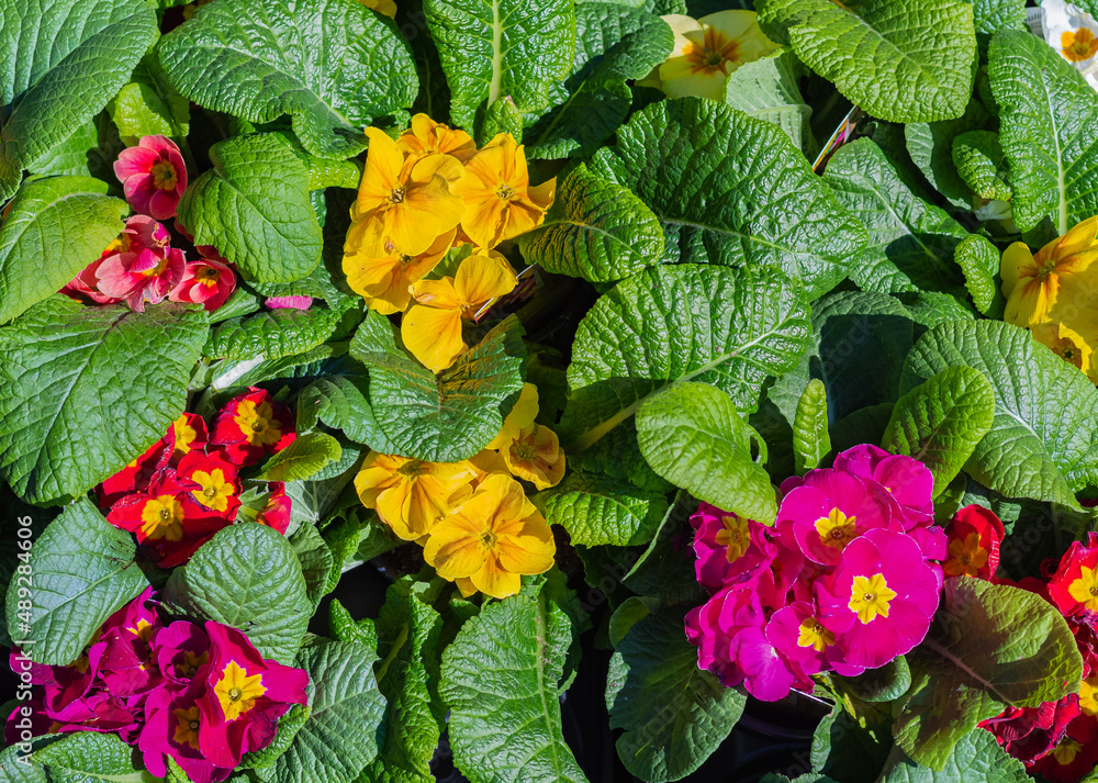 Colorful primula flowers in sunny day. A carpet of many multi-colored primrose flowers grown in a greenhouse Colorful primula flowers in sunny day. A carpet of many multi-colored primrose flowers grown in a greenhouse