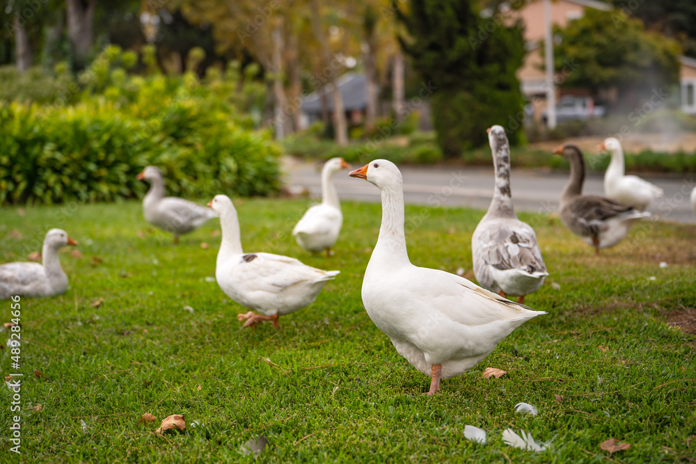 Group of white geese with orange paws and orange beaks on the lawn. Group of white geese with orange paws and orange beaks on the lawn.