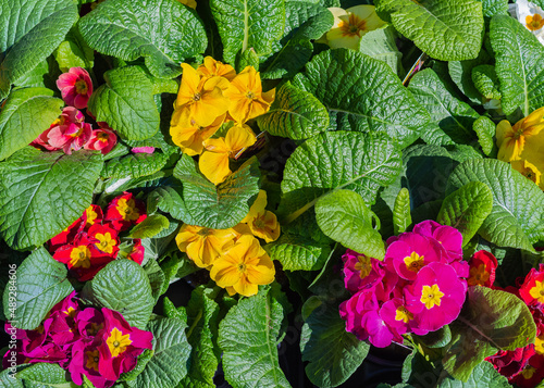 Colorful primula flowers in sunny day. A carpet of many multi-colored primrose flowers grown in a greenhouse