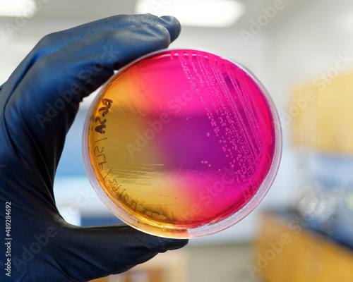 Salmonella growing on brilliant green sulfa agar producing a pink/red color. photo