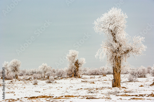 Diversiform Poplar Forest in the winter,  Bachu County, Xinjiang, China photo
