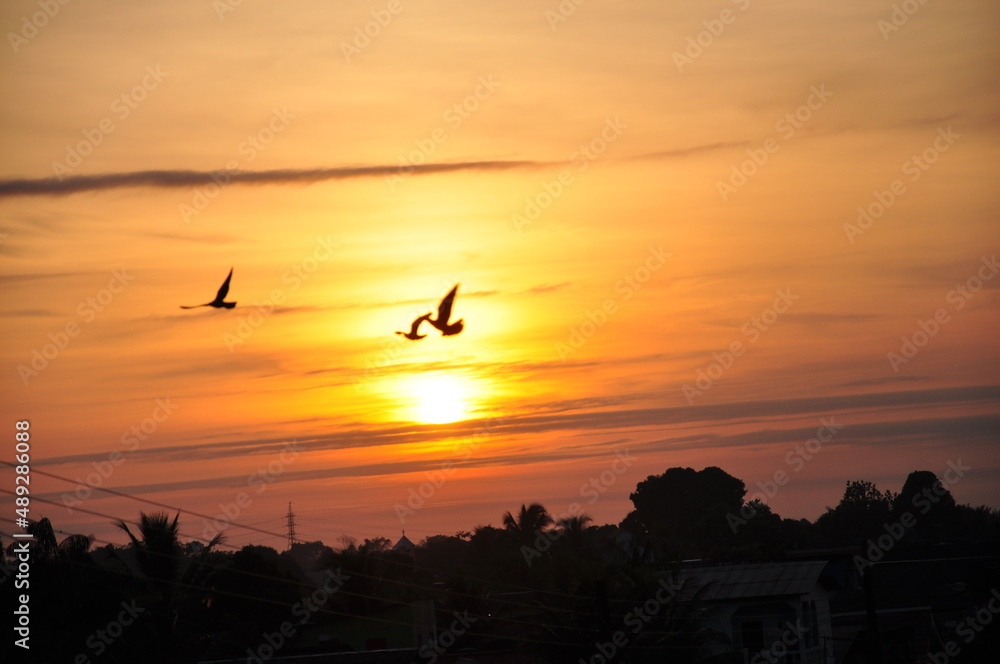 passaro silhueta por do sol, bird silhouette sunset