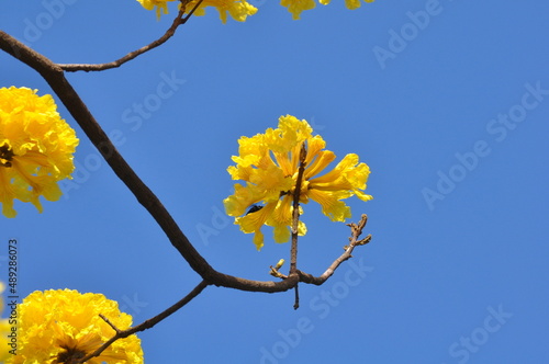 yellow ipe blue sky photo