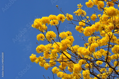 yellow ipe blue sky