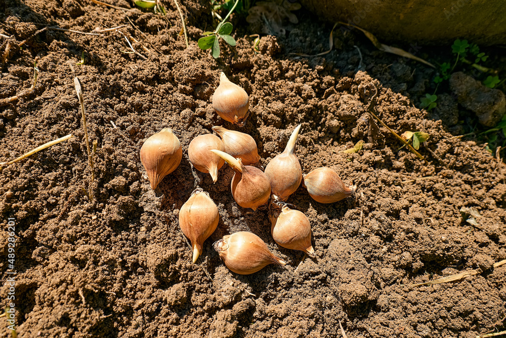 Flower bulbs on the soil. Autumn or spring home gardening. Flower bulbs on the soil. Autumn or spring home gardening.