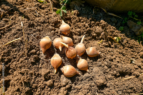 Flower bulbs on the soil. Autumn or spring home gardening.