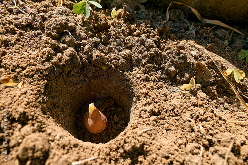 Flower bulb in the hole in the soil. Autumn or spring home gardening.