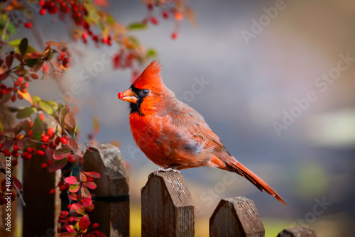 red cardinal, male sitting on a picket fence eating a red berry.  Soft,  intentional defocused background