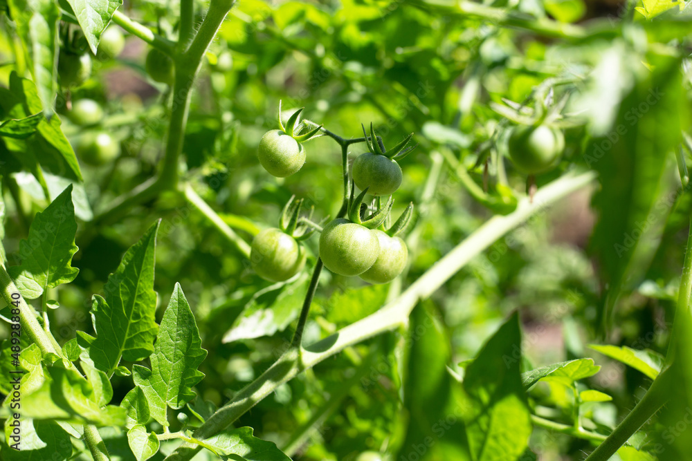 Bunch of fresh organic tomatoes Bunch of fresh organic tomatoes