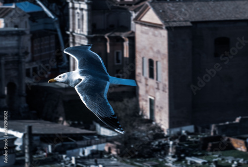 seagull in flight