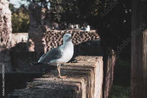 Happy Seagull in Rome